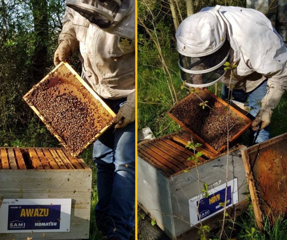 Les abeilles de Sami TP et Sami TP Environnement